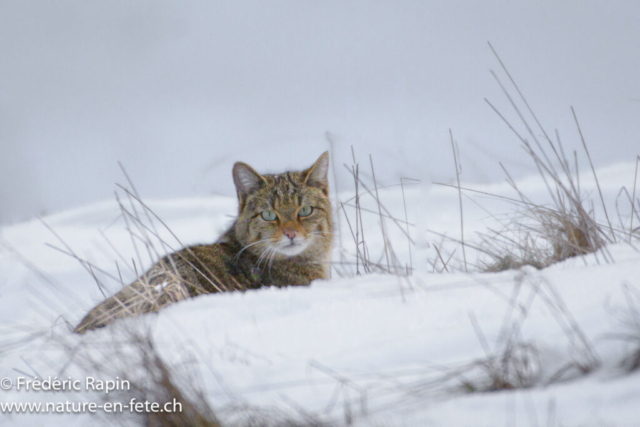 Chat forestier