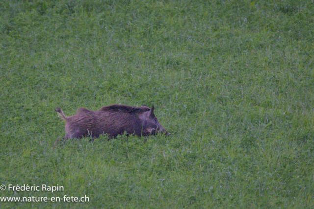 Sanglier