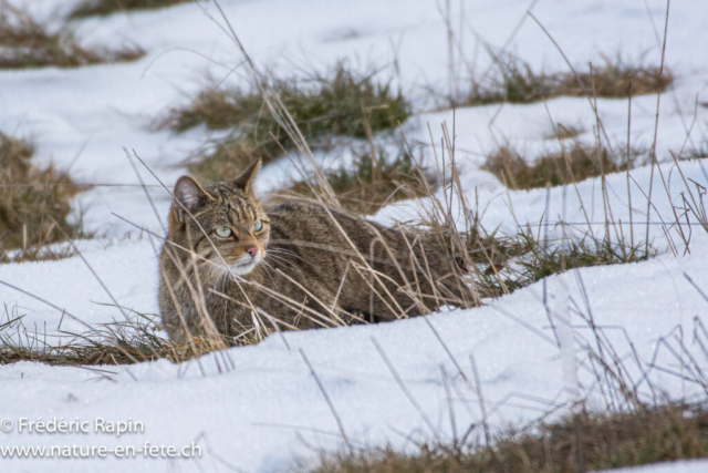 Chat forestier