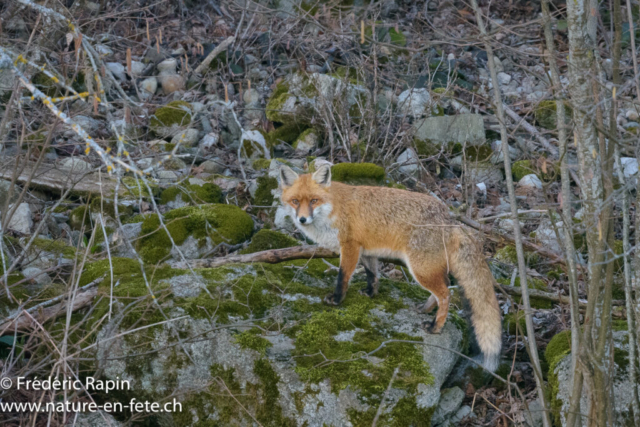 Renard