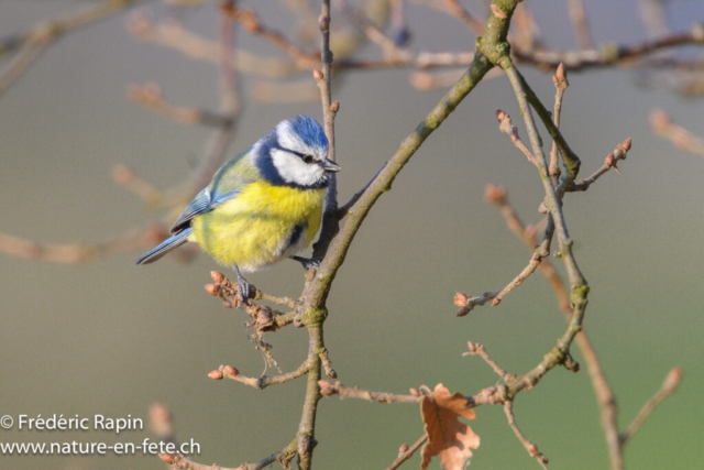 Mésange bleue