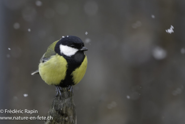 Mésange charbonnière