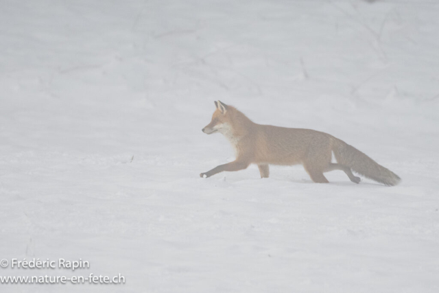 Renard
