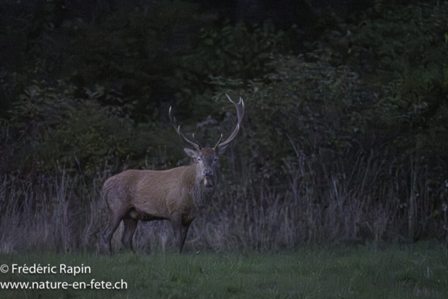 Cerf