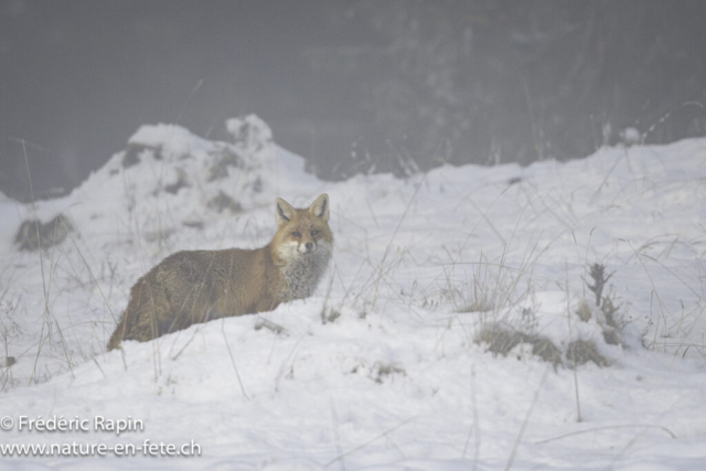 Renard