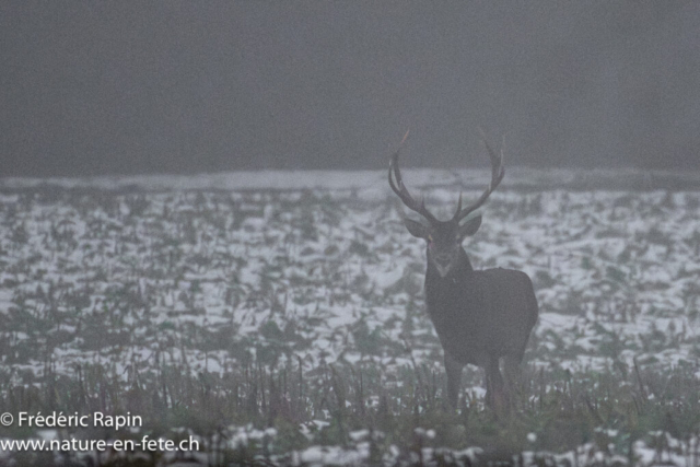 Cerf