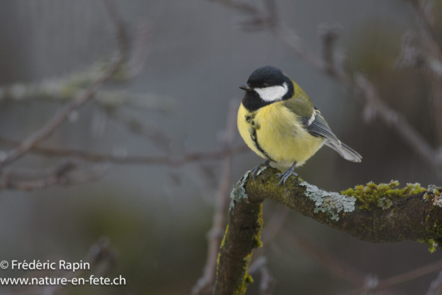 Mésange charbonnière