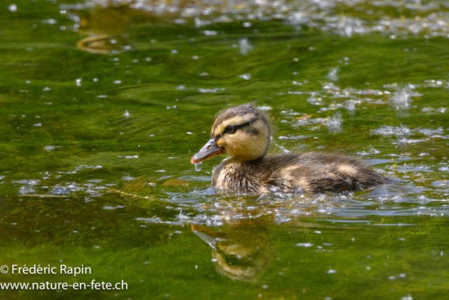 Canard colvert