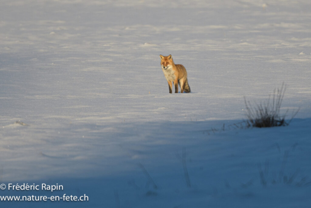 Renard