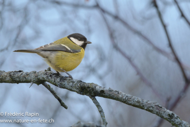 Mésange charbonnière