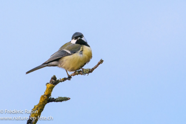 Mésange charbonnière