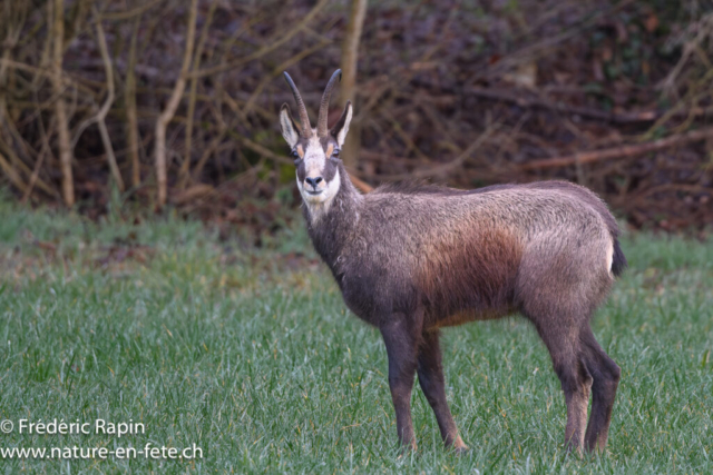Chamois