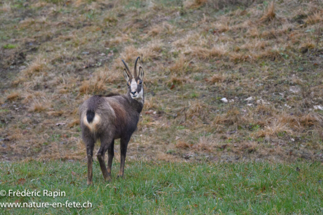 Chamois