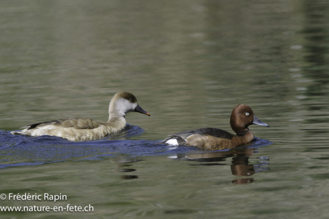Fuligule nyroca et nette rousse