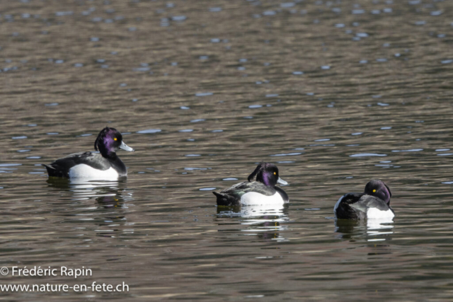 Fuligules morillons