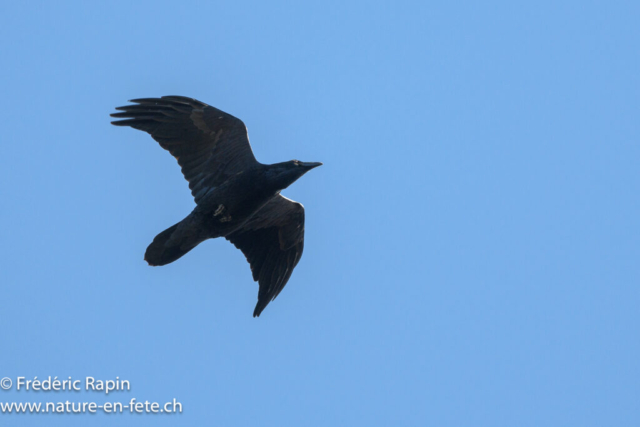 Grand corbeau