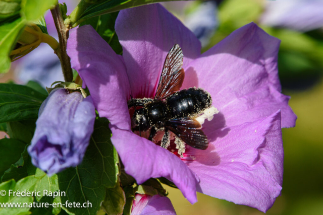 Abeille charpentière