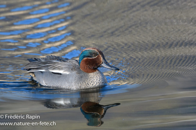 Sarcelle d'hiver