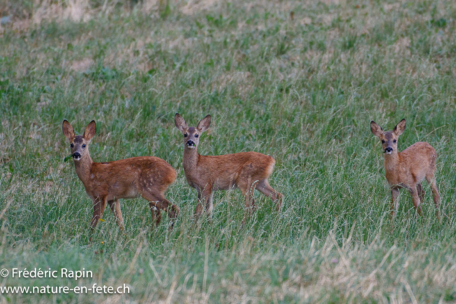 Faons de chevreuils
