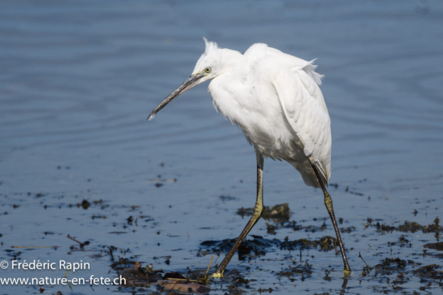 Aigrette garzette