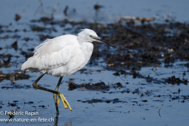 Aigrette garzette