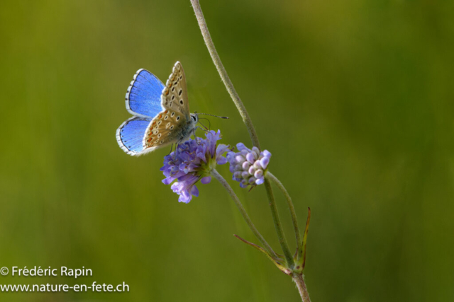 Azuré bleu céleste