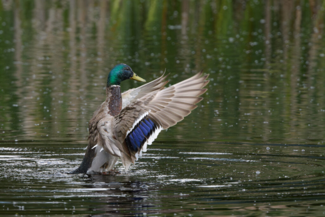 Canard colvert
