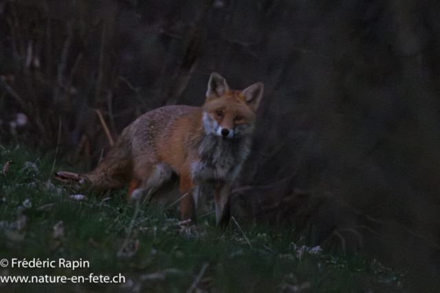 Renard