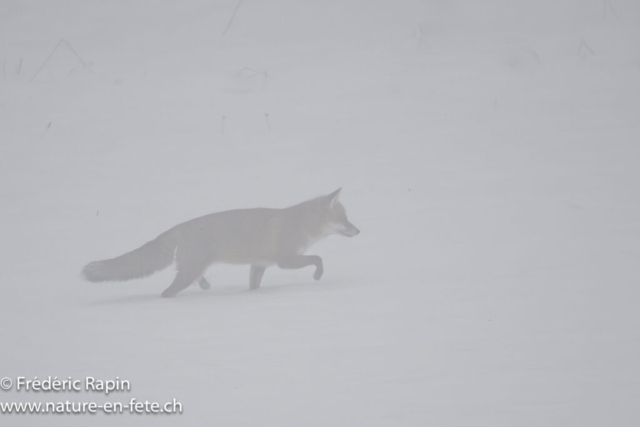 Renard