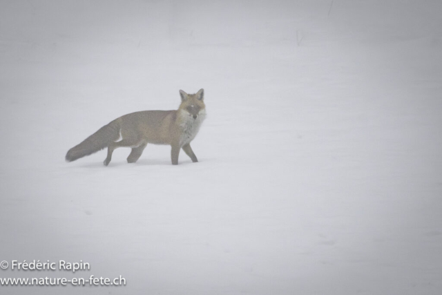 Renard