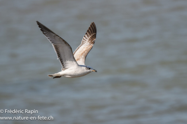 Mouette mélanocéphale juvénile