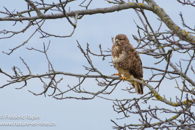 Buse variable