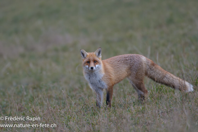 Renard