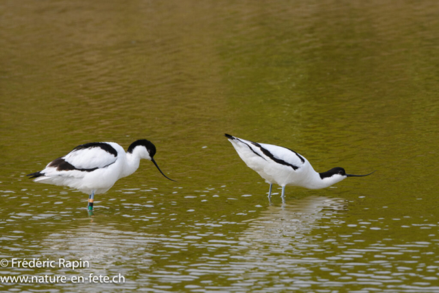 Avocettes élégantes