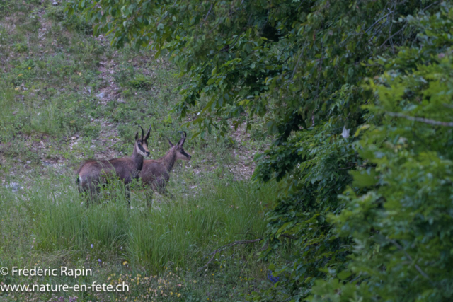 Chamois
