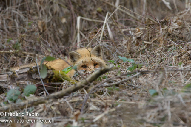 Renard