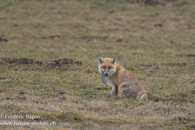 Renard