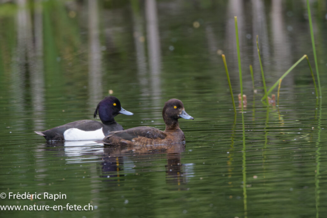 Couple de Fuligules morillons
