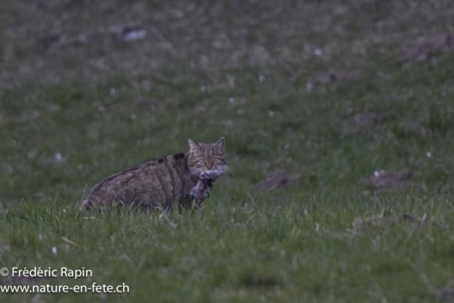 Chat forestier