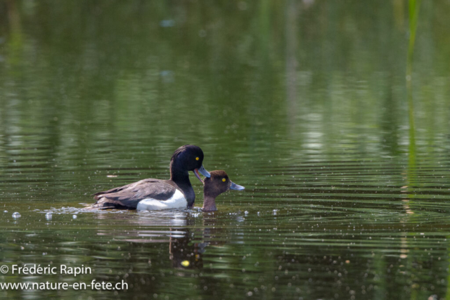 Fuligules morillons