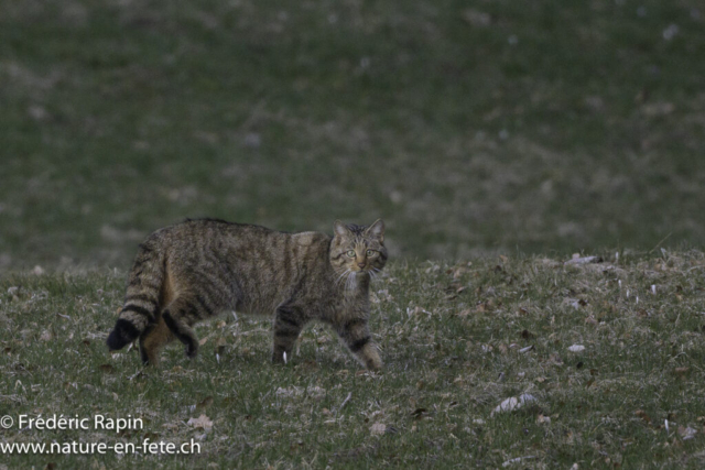 Chat forestier
