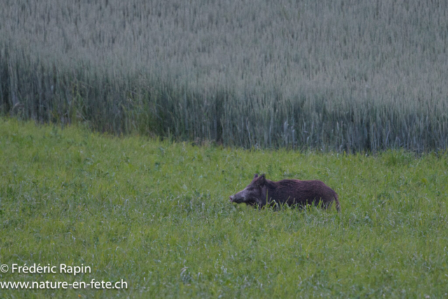 Sanglier