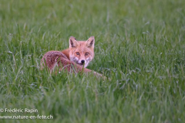 Renard