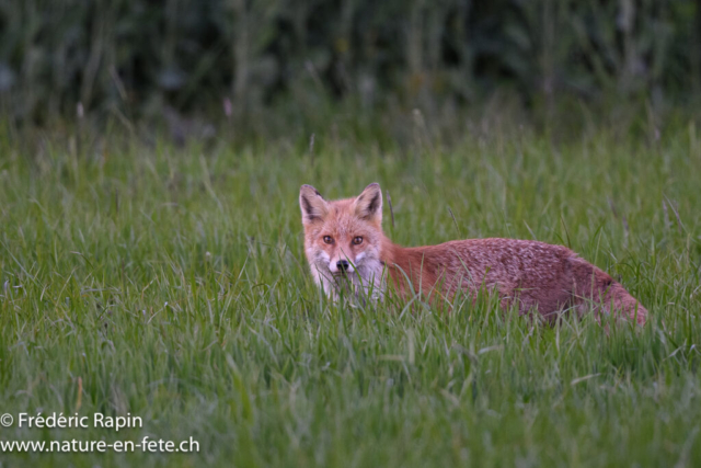 Renard