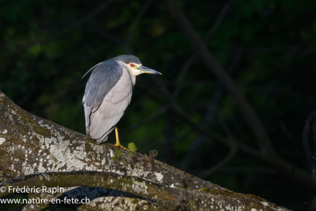 Bihoreau gris