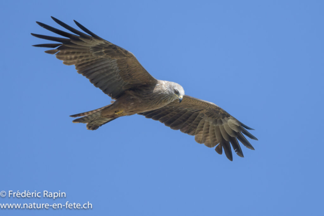 Milan noir
