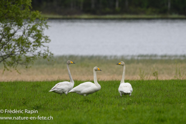 Cygnes sauvages