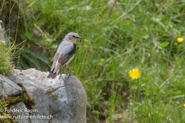 Traquet motteux