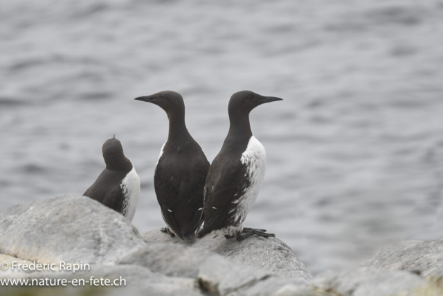 Guillemots de troïl