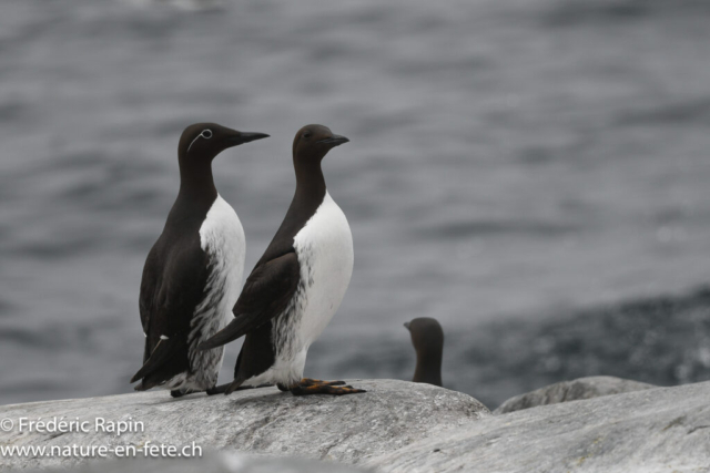 Guillemots de troïl